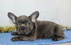 AKC Registered French Bulldog For Sale Wooster, OH Male- Yadon