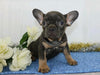 AKC Registered French Bulldog For Sale Wooster, OH Male- Yogi