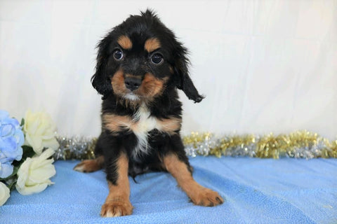AKC Registered Cavalier King Charles Spaniel For Sale Wooster, OH Male- Zac