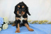 AKC Registered Cavalier King Charles Spaniel For Sale Wooster, OH Male- Zac
