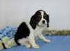 AKC Registered Cavalier King Charles Spaniel For Sale Wooster, OH Male- Zed