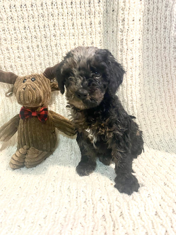 Moyen Poodle For Sale Wilmot, OH Male- Zippy