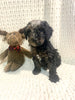 Moyen Poodle For Sale Wilmot, OH Male- Zippy