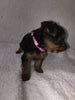 Yorkshire Terrier For Sale Fredericksburg, OH Female- Zoey