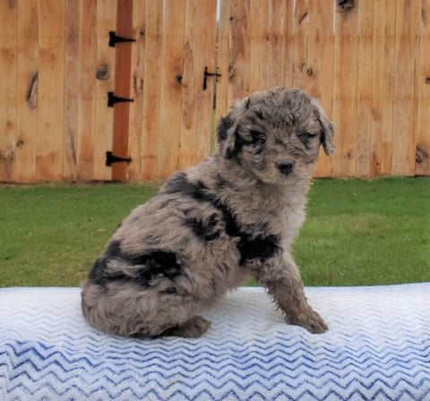 Mini Aussiedoodle For Sale Holmesville, OH Female- Zoey