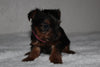 Yorkshire Terrier For Sale Fredericksburg, OH Female- Zoey