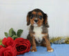AKC Registered Cavalier King Charles Spaniel For Sale Wooster, OH Female- Zoey