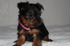 Yorkshire Terrier For Sale Fredericksburg, OH Female- Zoey