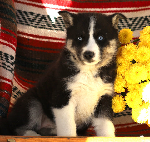 Siberian Husky For Sale Fredericksburg, OH Female- Zoey