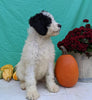 Mini Bernedoodle For Sale Sugarcreek, OH Female- Zoey