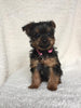 Yorkshire Terrier For Sale Fredericksburg, OH Female- Zoey