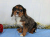 AKC Registered Cavalier King Charles Spaniel For Sale Wooster, OH Male- Zola