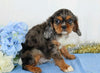 AKC Registered Cavalier King Charles Spaniel For Sale Wooster, OH Male- Zola