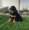 Bernedoodle For Sale Sugarcreek, OH Male- Zuma