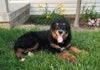 Bernedoodle For Sale Sugarcreek, OH Male- Zuma