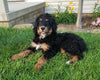 Bernedoodle For Sale Sugarcreek, OH Male- Zuma