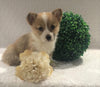 ACA Registered Pembroke Welsh Corgi For Sale Holmesville, OH Female- Adeline
