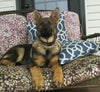 AKC Registered German Shepherd For Sale Millersburg, OH Female- Angel