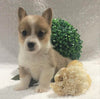 ACA Registered Pembroke Welsh Corgi For Sale Holmesville, OH Female- Annie