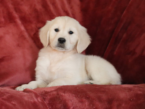 AKC Registered English Cream Golden Retriever For Sale Fredericksburg, OH Male - Birch -Genetic Tested