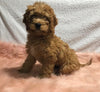 F1B Mini Goldendoodle For Sale Holmesville, OH Female - Blondie