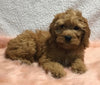F1B Mini Goldendoodle For Sale Holmesville, OH Female - Blondie