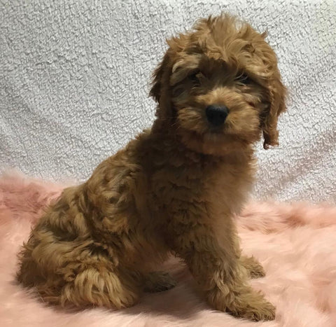 F1B Mini Goldendoodle For Sale Holmesville, OH Female - Blondie