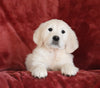 AKC Registered English Cream Golden Retriever For Sale Fredericksburg, OH Male - Brody -Genetic Tested