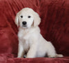 AKC Registered English Cream Golden Retriever For Sale Fredericksburg, OH Female - Brooke -Genetic Tested