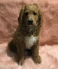 F1B Mini Goldendoodle For Sale Holmesville, OH Male - Donald