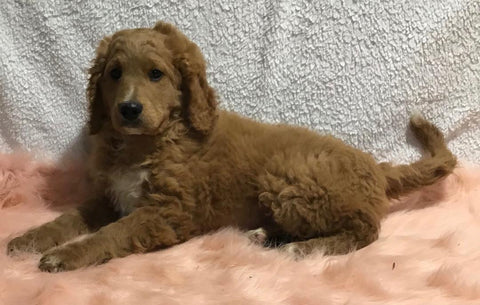 F1B Mini Goldendoodle For Sale Holmesville, OH Male - Donald