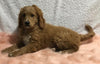 F1B Mini Goldendoodle For Sale Holmesville, OH Male - Donald