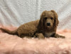 F1B Mini Goldendoodle For Sale Holmesville, OH Male - Donald