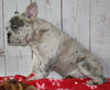 Fluffy French Bulldog For Sale Danville OH Male-Scotty CHRISTMAS SPECIAL