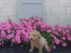 Mini Aussiedoodle For Sale Wooster, OH Male- Carter