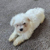 ACA Registered Maltese For Sale Millersburg OH Male-Leo