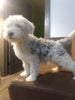 Mini Sheepadoodle For Sale Holmesville, OH Male- Cash