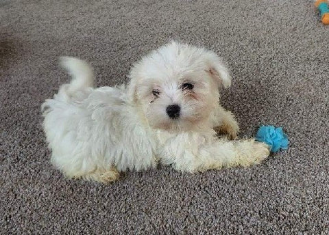 ACA Registered Maltese For Sale Millersburg OH Female-Lucy