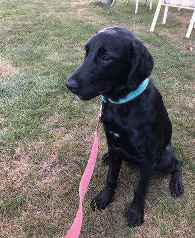Rottie- Poo For Sale Wooster, OH Female- Mariah