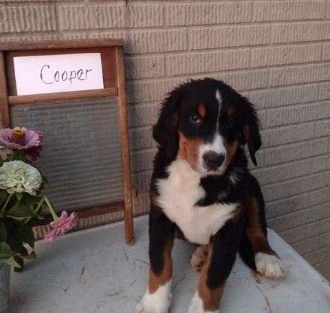 AKC Registered Bernese Mountain Dog For Sale Sugarcreek OH Male-Cooper