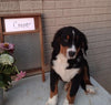 AKC Registered Bernese Mountain Dog For Sale Sugarcreek OH Male-Cooper