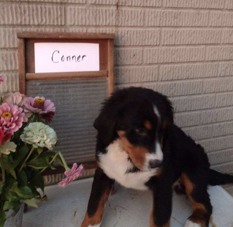 AKC Registered Bernese Mountain Dog For Sale Sugarcreek OH Male -Conner