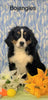 AKC Registered Bernese Mountain Dog For Sale Adamsville, OH Male- Bojangles
