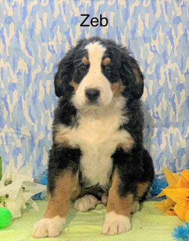 AKC Registered Bernese Mountain Dog For Sale Adamsville, OH Male- Zeb