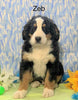AKC Registered Bernese Mountain Dog For Sale Adamsville, OH Male- Zeb