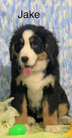 AKC Registered Bernese Mountain Dog For Sale Adamsville, OH Male- Jake