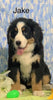 AKC Registered Bernese Mountain Dog For Sale Adamsville, OH Male- Jake
