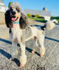 AKC Registered Standard Poodle For Sale Millersburg OH-Female Hazel
