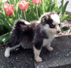 Pomsky For Sale Holmesville OH Female-Isabelle