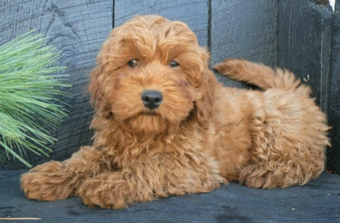 Cavapoo For Sale Holmesville OH Male-Buster